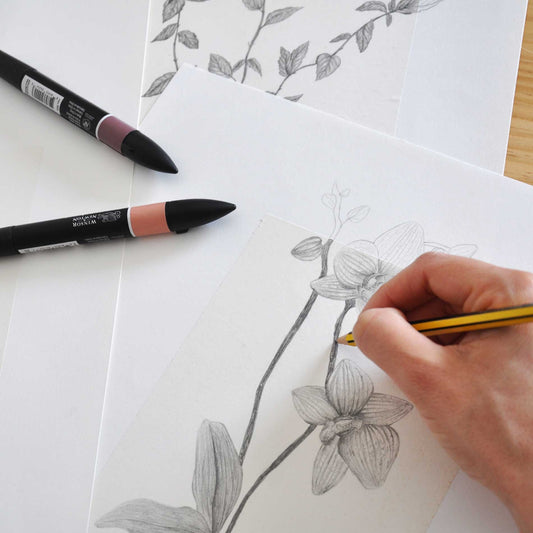 Lamina Menta - Ilustración botánica