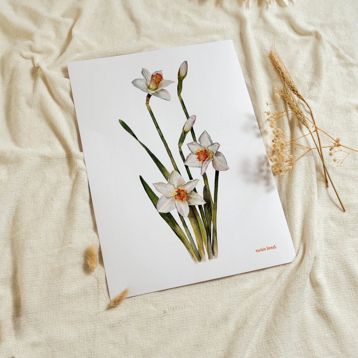 Lámina Botánica: Narcisos