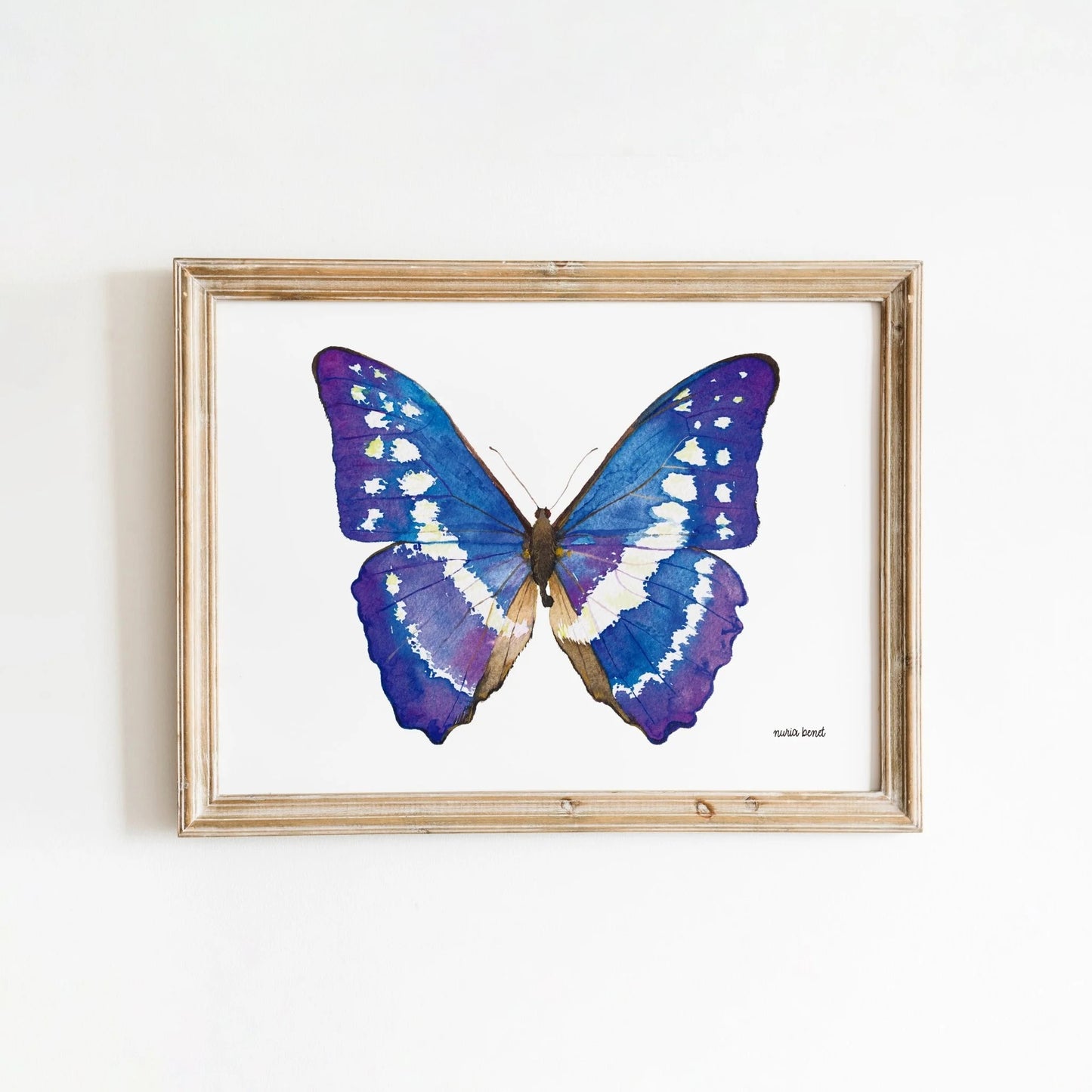 Lámina Ilustrada: Mariposa Morpho Azul