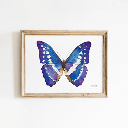 Lámina Ilustrada: Mariposa Morpho Azul