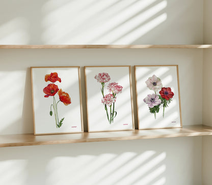 Lámina Ilustrada: Amapolas