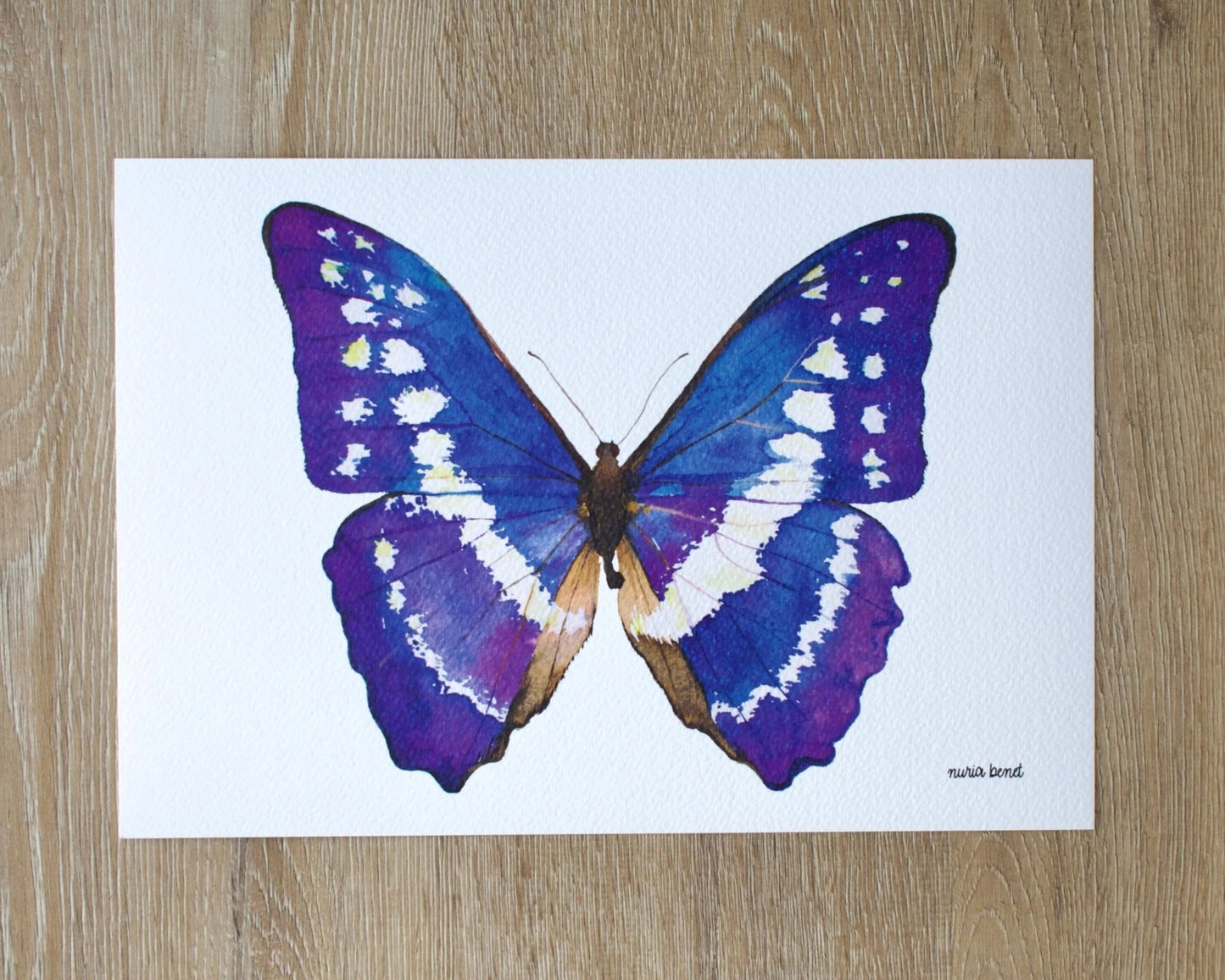 Lámina Ilustrada: Mariposa Morpho Azul