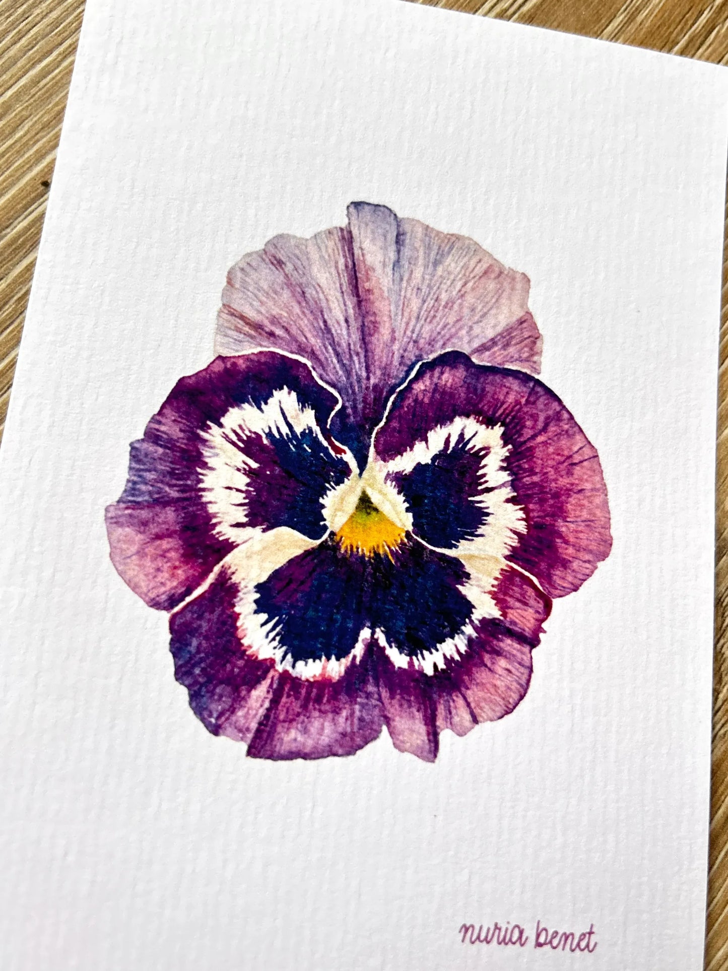 Lámina Botánica: Pensamiento Morado