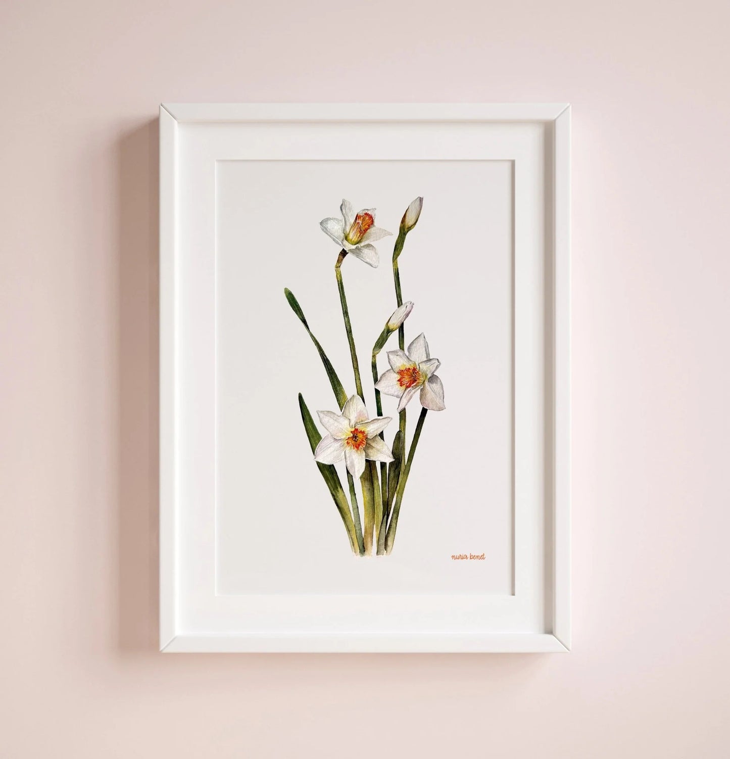 Lámina Botánica: Narcisos