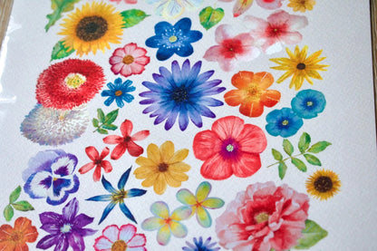 Lámina Botánica: Composición Floral