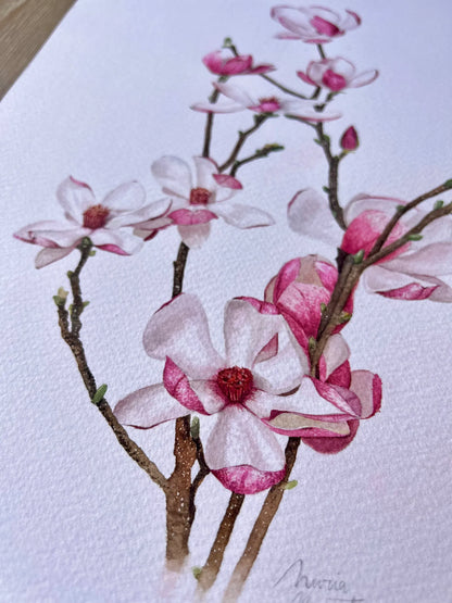 Lámina Botánica: Magnolias